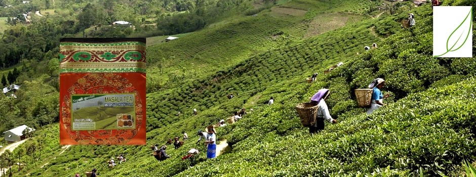 Plantation thé à Ilam