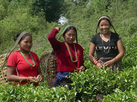 Femmes lors de la cueillette, voyage en Asie