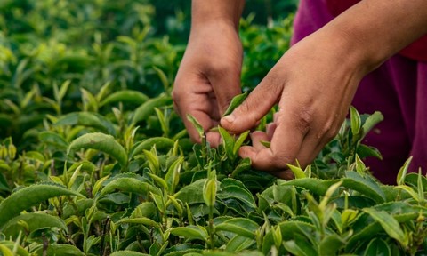 Flowery Pekoe, the best tip of tea, les meilleurs feuilles du théier